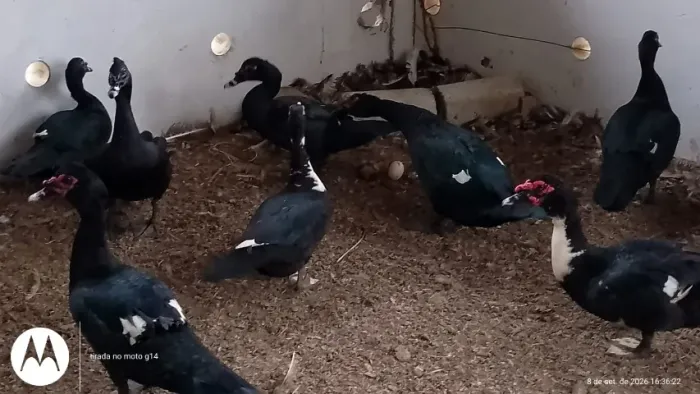 patos patas patinhos