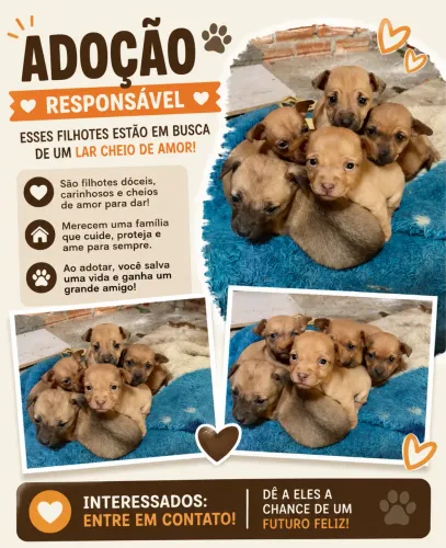 Doação de filhotinhos