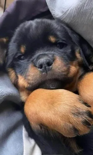 Filhote Rottweiler, Venha buscar seu novo companheiro fiel!