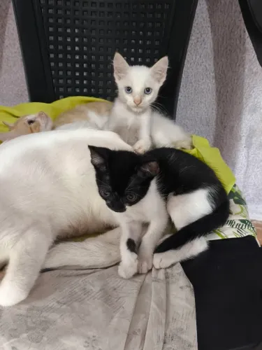 Doação de gato