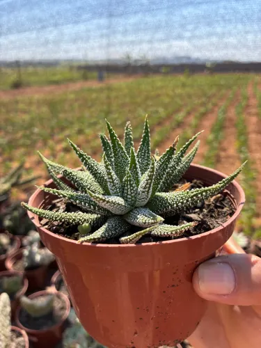 Plantas ornamentais 