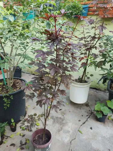 Muda de hibisco vinagreiro