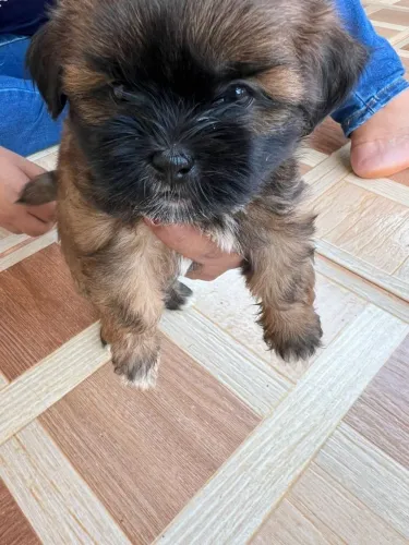 Filhotes de shit tzu