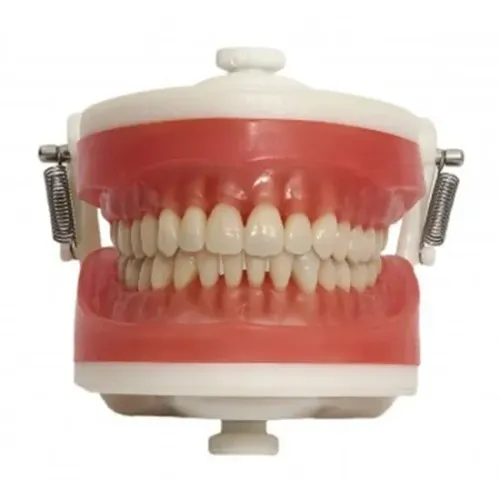 Manequim Top Dentística PD100 - Pronew