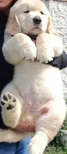 Filhotes Golden Retriever 