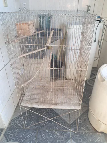 Gaiola Calopista/ Perequito