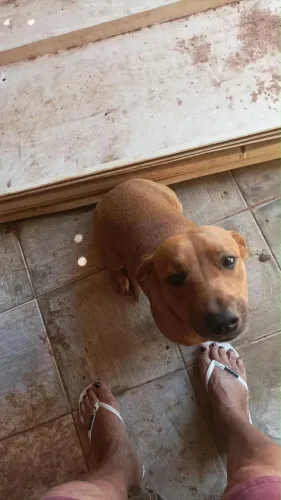 Doação de cachorro