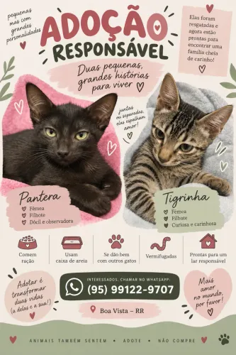 Gatinhos para Adoção 