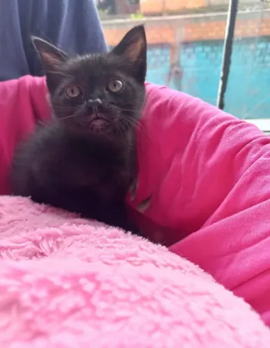 Adoção linda gata filhote