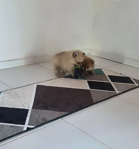 Spitz alemão 