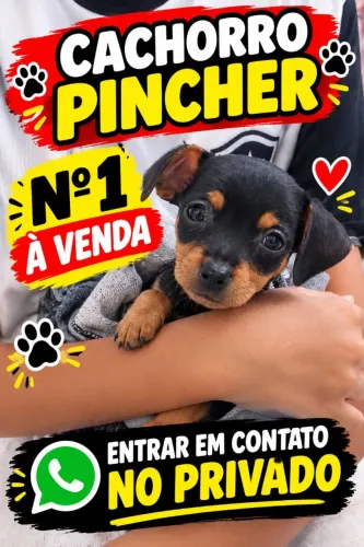 Cachorro pinscher n1
