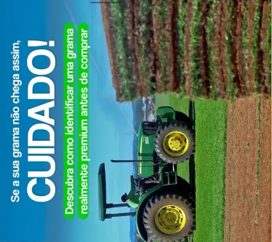 Grama batatas e  esmeralda 