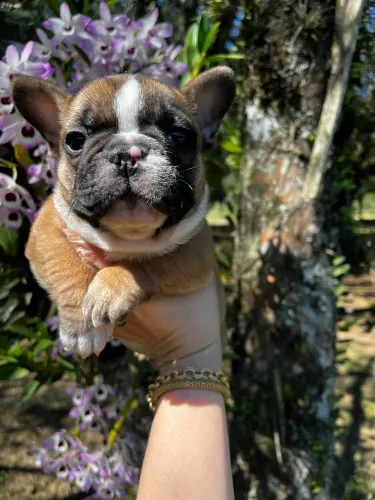 Lindos filhotes de buldogue francês pra você se apaixonar ?