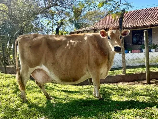 Vaca Jersey P.O Inseminada Sexada