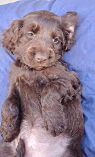 ? Filhotes de Cocker Spaniel disponíveis para venda ?