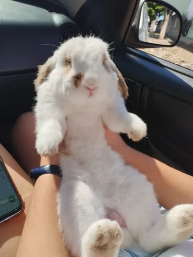 COELHO FUZZY LOP DOANDO