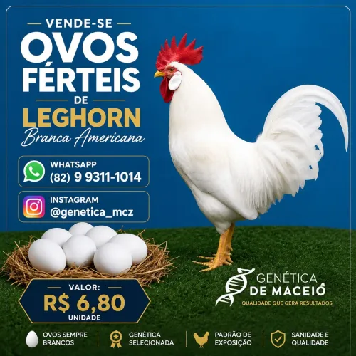 Ovos férteis de Leghorn Americana