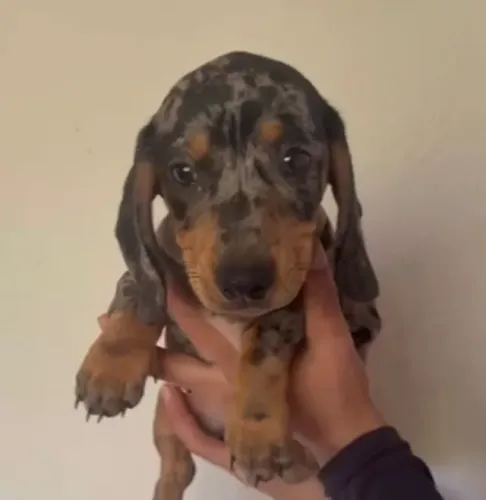 Basset teckel companheiro