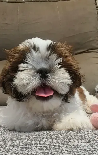 Filhote de ShihTzu Fêmeas 
