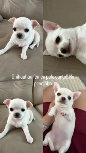Chihuahua filhote