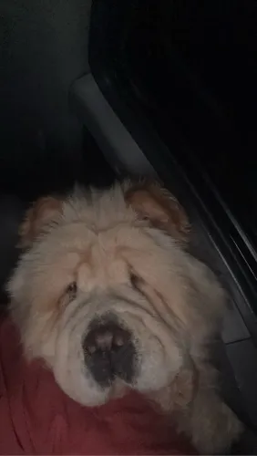 Chow chow porte americano 