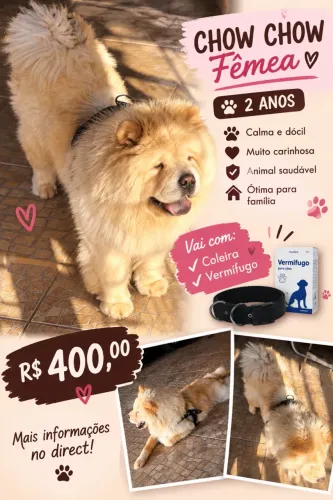 Chow Chow dois anos