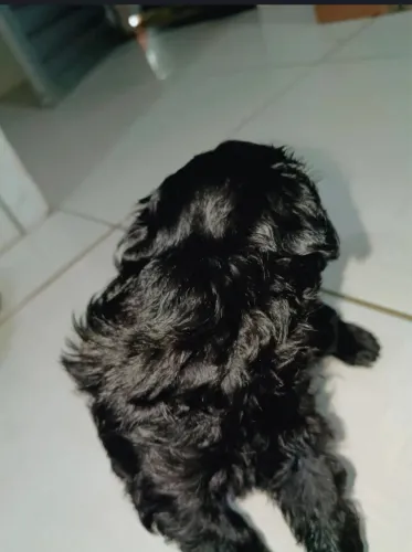Poodle toy filhotes 650,00