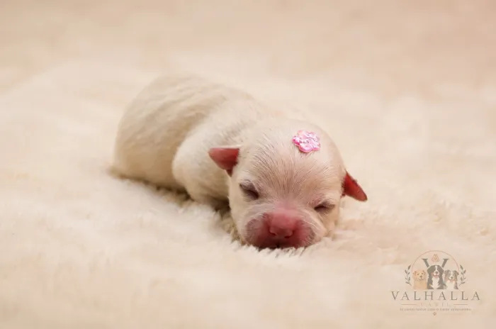 Chihuahua disponíveis para reserva