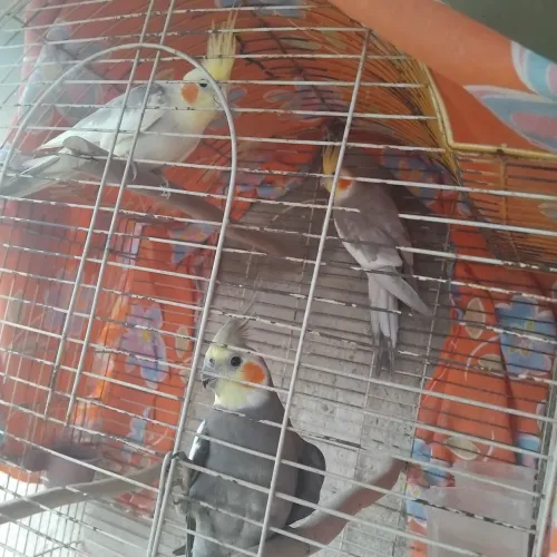 Vendo