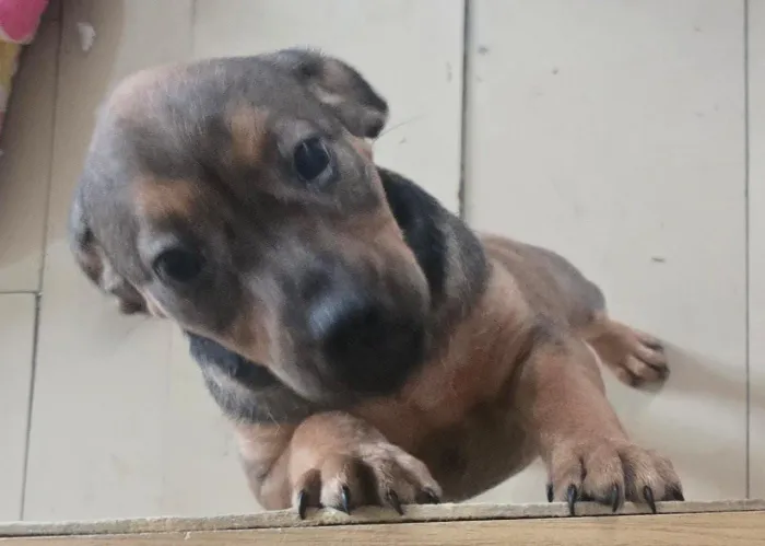 Cadela filhote de 2 meses porte pequeno.