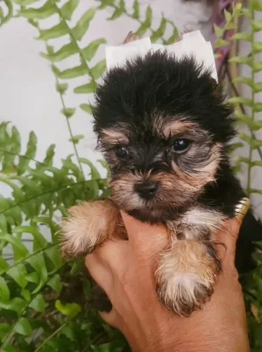Yorkshire Terrier Anão (o mini)