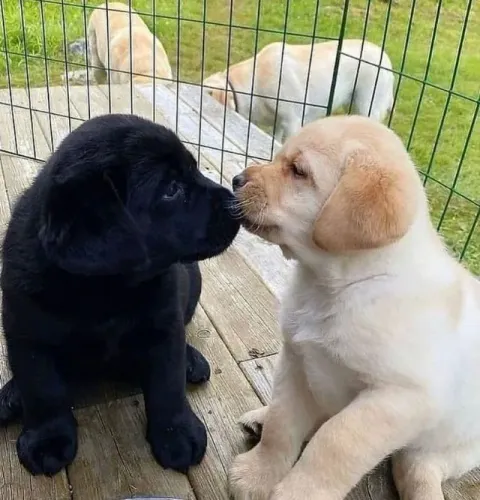 Labrador Um vínculo que cresce no respeito
