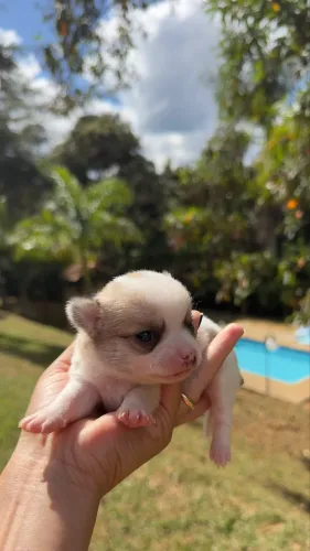 Chihuahua Filhote