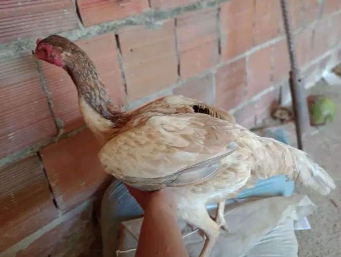 Vendo este casal indiano.