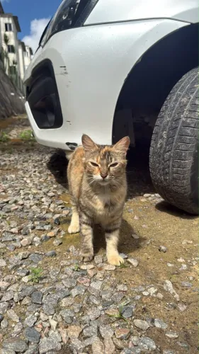 Gatinha para adoção responsável