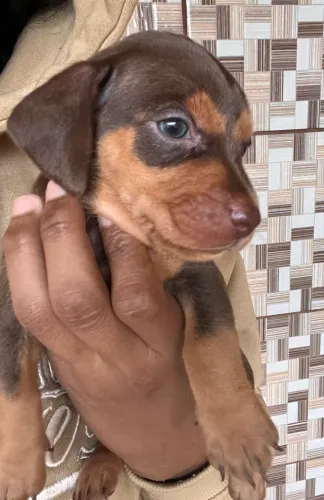 Machinho de dachshund vulgo salsichinha/Cofap