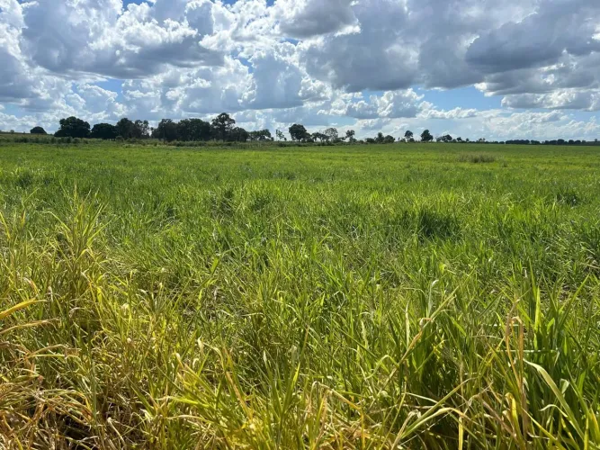 Arrendo Fazendas p Gado no Ms para até 3200 amimais