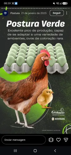 Galinhas de postura verde