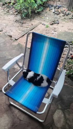 Cachorro poodle 