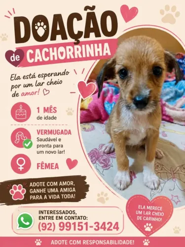 Doando cachorro lindos ?