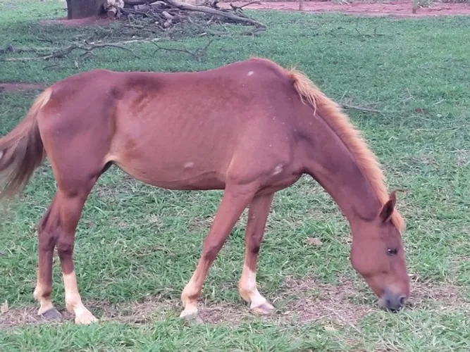 Vendo cavalo, egua e mula dócil 