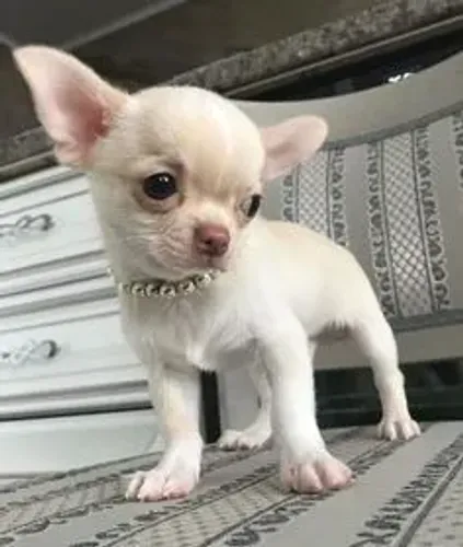 Chihuahua filhotes