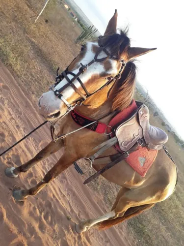 CAVALO SENDO DOADO +100 REAIS LEVA A SELA, MOTIVO: VOU ME MUDAR