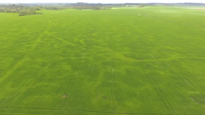 Fazenda à venda 12.025 ha em Ulianopolis-PA