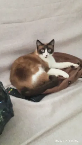 Doa-se gata Capitu castrada 