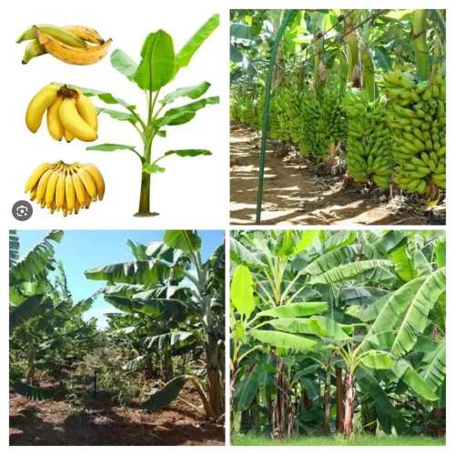 Mudas de Banana Orgânica - Produção Pronta!