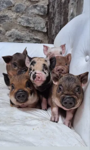 Filhotes De Mini Pigs Domésticos 