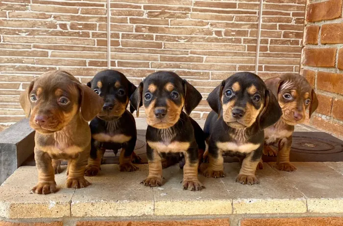 Teckel Mini  - Lindos e Saudaveis