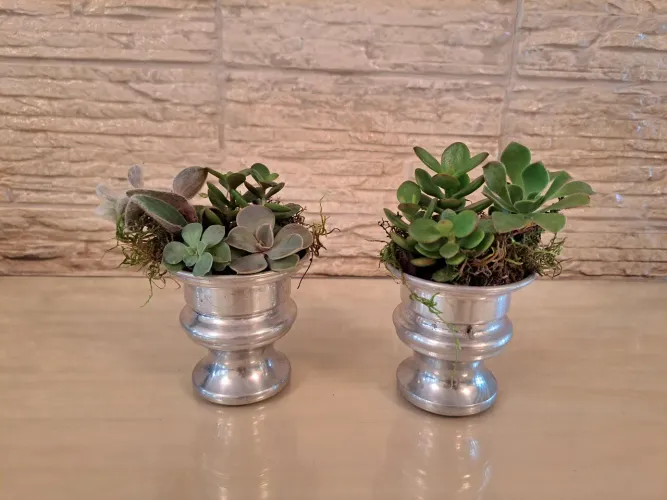 Mini Vasos Decorativos com Suculentas