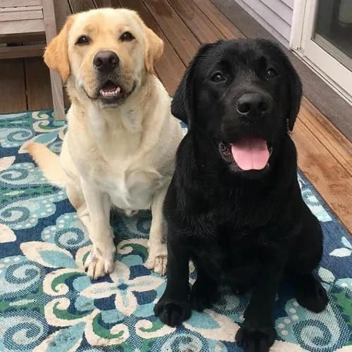 Labradores Amigos: Um Par Perfeito!